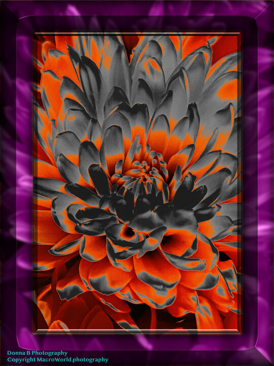 Chrysanthemum Art